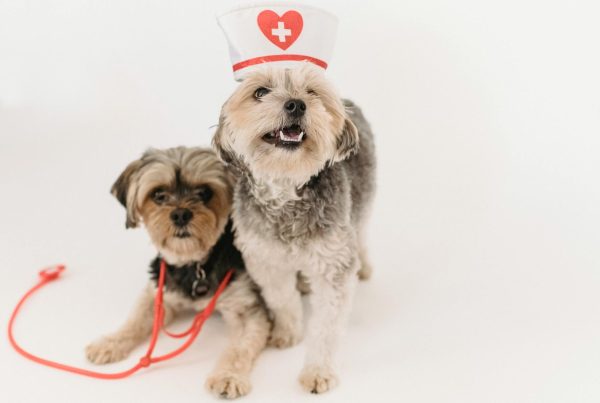 errores de veterinarios