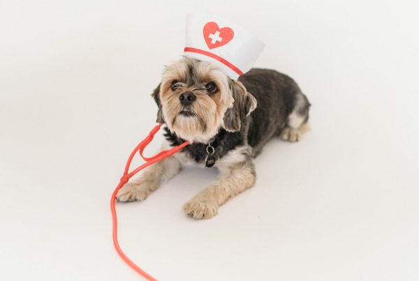 veterinaria