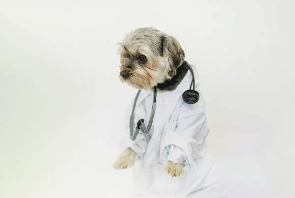 veterinario