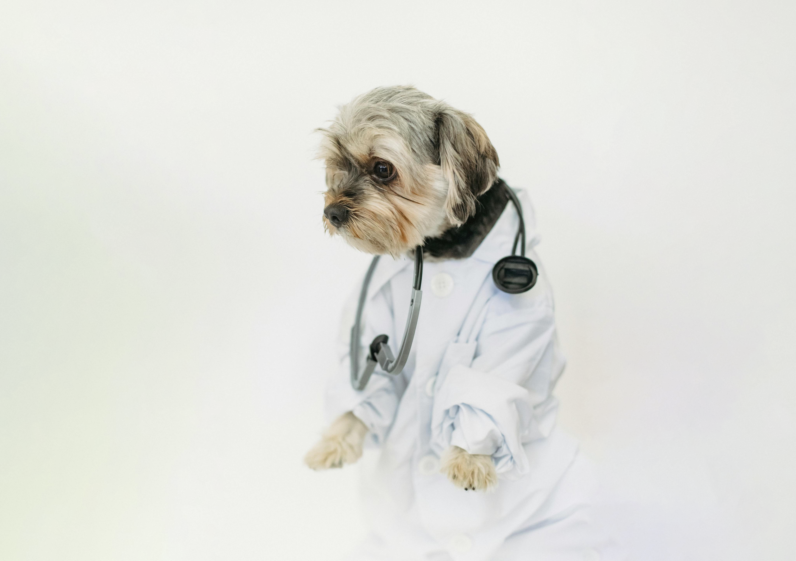 Checklist 2025 para Clínicas Veterinarias: Qué Debe Tener tu Presencia Online para Atraer Dueños de Mascotas